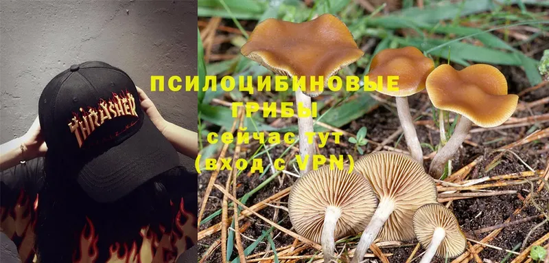 Галлюциногенные грибы Psilocybe  закладка  Грязовец 